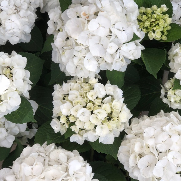 Meet your Posher, Macie - Picture 1 of 1